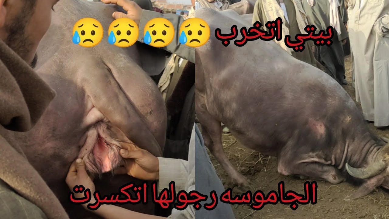 خساره رهيبه جعلت صاحب الجاموسه في حاله ذهول😥😥😥 ( الجاموسه في اللحظات الاخيره فى سوق بنها العمومي)