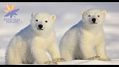 Trop Mignon Un Petit Ours Qui Grimpe Sur Sa Mere Youtube Trop Mignon Un Petit Ours Qui Grimpe Sur Sa Mere Youtube