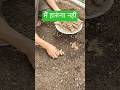 #हल्दी कैसे लगाएं#farming#shorts#sowing turmeric#turmeric