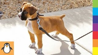 4 Boxer Lovers  Funny and Cute Boxer Dogs Videos Compilation