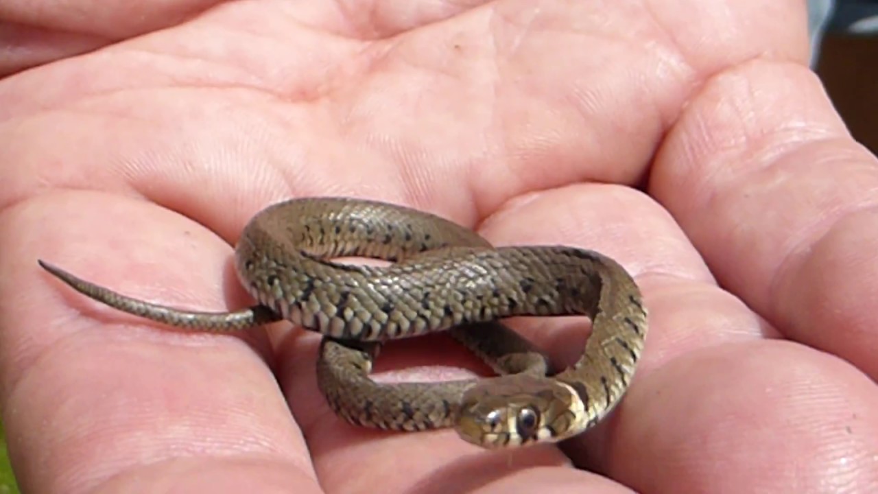 What Do Baby Grass Snakes Eat? 