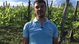 Ribolla Gialla Passato, Presente E Futuro Di Oslavia