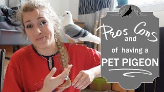 Pros and Cons of having a pet pigeon