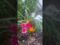 #chatandlaugh #garden