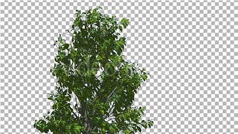 Sourwood Top of Thin Tree is Swaying at The Wind | Motion Graphics - Envato elements