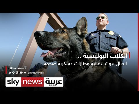 فيديو: الروسية خربش الكلب