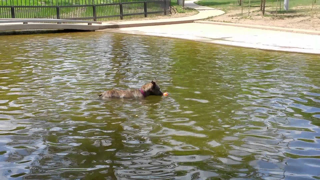 Miss Mabel Dog Gatoring @ Johnny Steele Dog Park