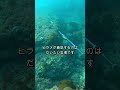 【魚突き】ヒラメは砂より岩が好き Spearfishing. Flat fish prefer the sandy ground rather than rocky place.