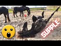 The Fillies! Beautiful and sweet! And flexible! | Friesian Horses