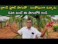 Dragon Fruit Cultivation | డ్రాగన్ ఫ్రూట్ సాగులో లాభాలు | Profits In Dragon Fruit | Shiva Agriclinic