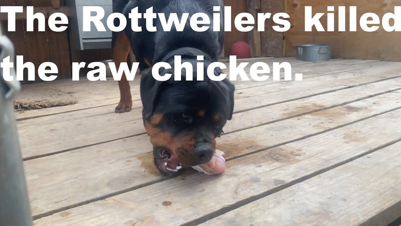 The Rottweilers are about to eat raw chicken. - YouTube