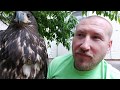 Чем кормить ХИЩНЫХ ПТИЦ? 🦅🦅🦅 Голуби или Суточные цыплята 🐥🐥🐥