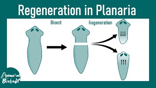 Regeneration in Planaria | Molecular mechanism of regeneration | Stem cell mediated regeneration