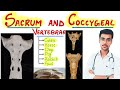 Sacrum and Coccygeal Vertebrae || Species differences🔥🔥 || Aniket tyagi