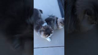 CatioPatrol 2018 01 07 17 50 25 000