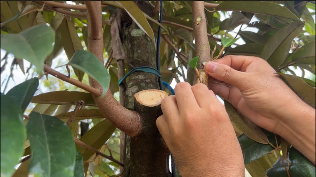 Nuôi chồi - Ghép cành cải tạo Sầu Riêng