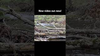 Euro Nymphing a Small Stream for Wild Trout! (40 Fish Day)