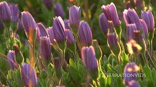 Spring Screensaver - Spring Tulips - Celebrating Spring - Spring Wallpaper - HD - 1HR screenshot 2