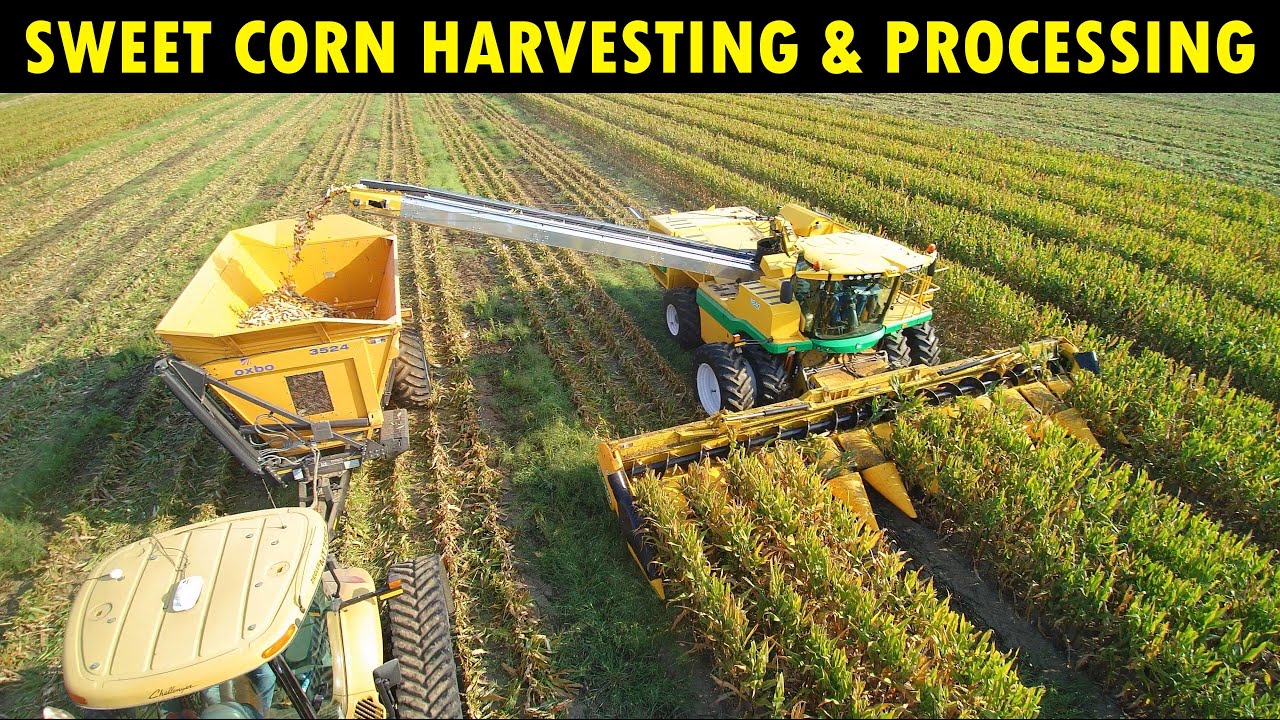 Sweet Corn Harvesting & Processing
