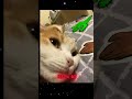 Это свершилось… #funny