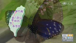 嬌客！66天的旅程 飛行超過100公里