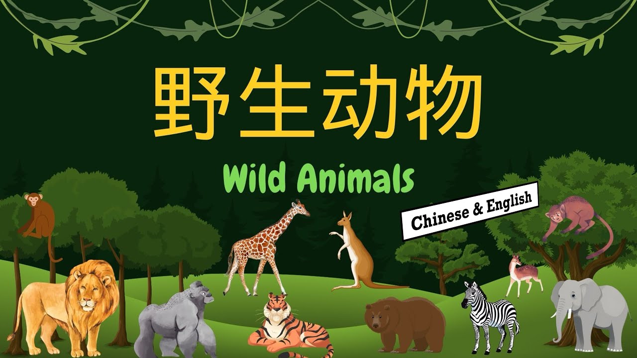 中國珍貴野生動物　中国珍貴野生動物　WILDLIFE OF CHINA　中国語？ 野性四季珍稀野生动物在中国》了解金丝猴家族的生存法则！跨越四季与猴