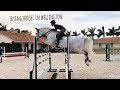 trying horses in wellington, florida | january 2018 | buying my new horse!