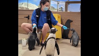 Penguins Journey to The Florida Aquarium