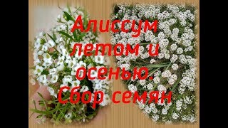 картинка: Алиссум летом и осенью. Сбор семян