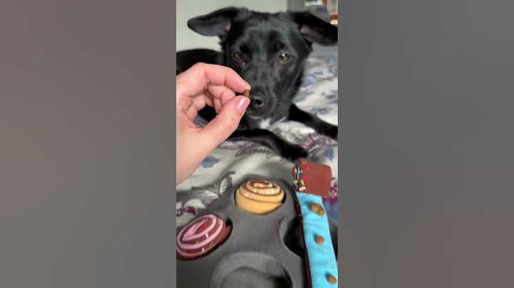 Ikea für Hunde 🐕 #tierheim hund