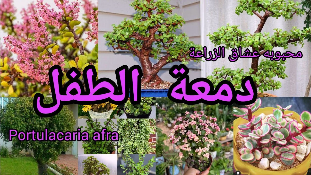 نبات دمعة الطفل Portulacaria afra نبات عصاري صالح للأكل وسهل الرعاية والاكثار متوفر باغلب المشاتل