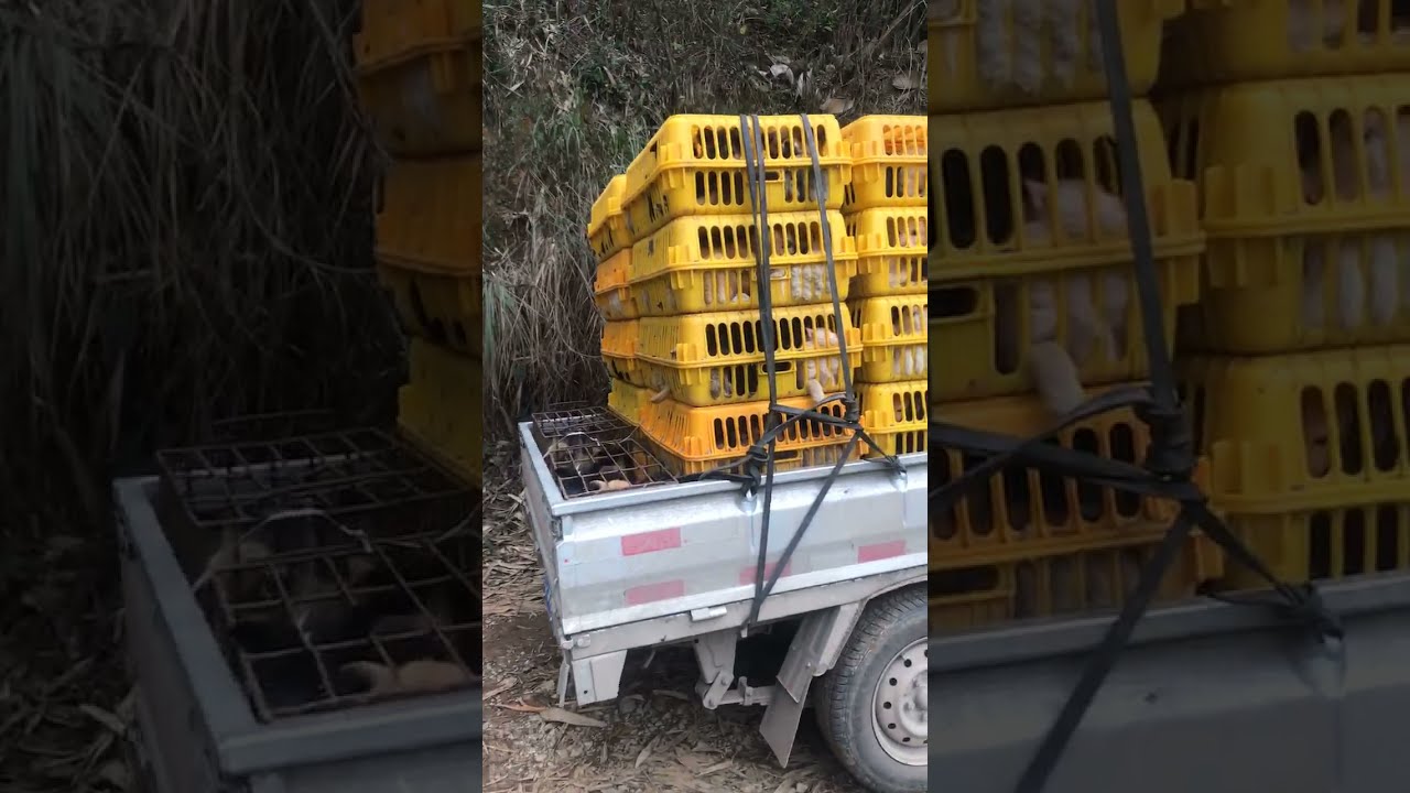 22 YULIN 2021 NoToDogMeat Foundation