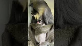 New Baby Mandrill