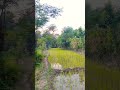Bird Songs Over Lush Rice Fields#shortvideo#nature#shorts#short#viralvideo#viralshort#trendingshorts