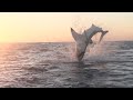 Bitten in half by huge great white shark in greece  vanda perri