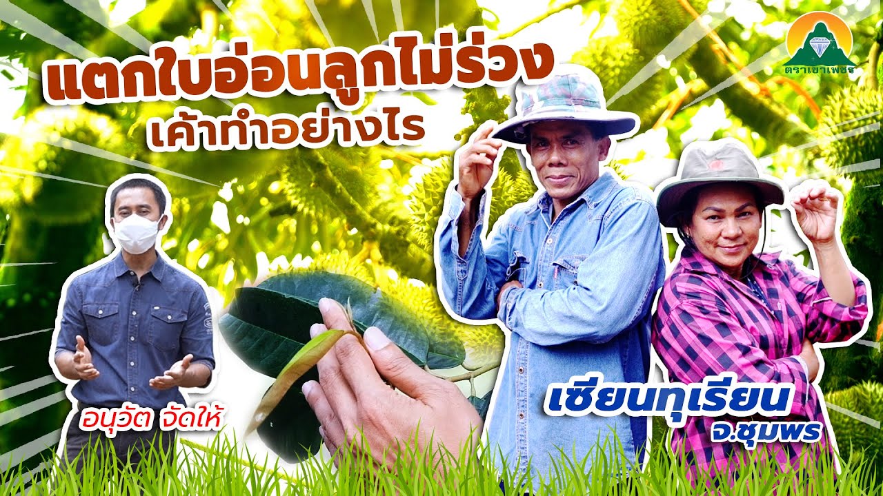 อนุวัฒ จัดให้ พามาชมสวนผู้ใหญ่ดำรงค์ศักดิ์ สินศักดิ์ กับการจัดการสวนทุเรียน แตกใบอ่อนลูกไม่ร่วง