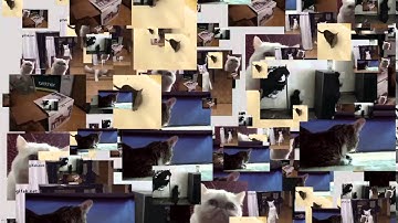 [openFrameworks] Cat animation gif controller ver.1