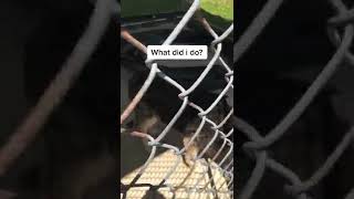 #shorts If you need to surrender a dog call the shelter. Do not leave