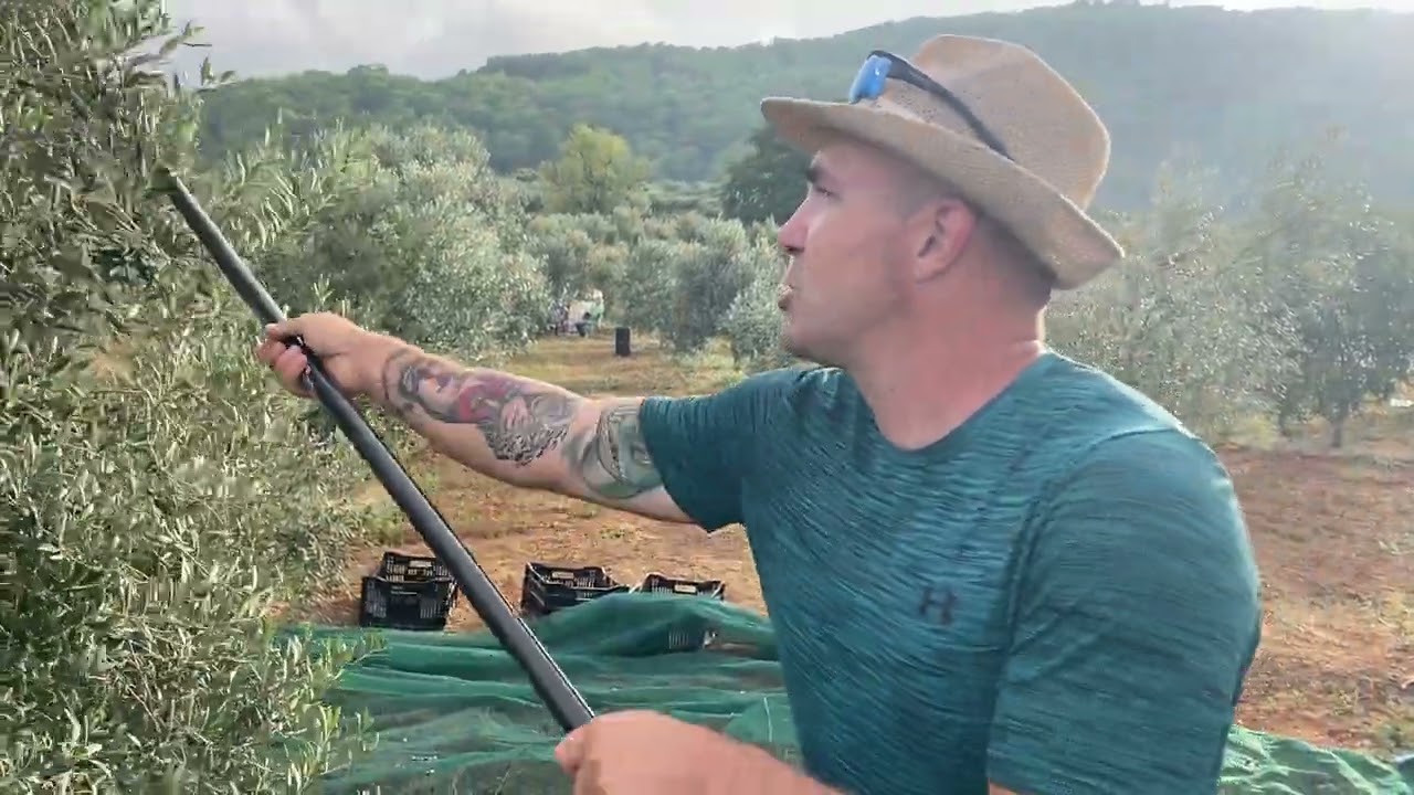 Berba 2023. godine - Arbequina