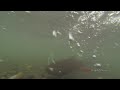 King Salmon return to Ship Creek