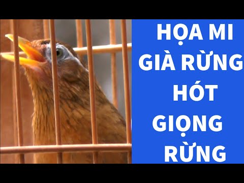 Video HỌA MI 3TR800K MỎ VÀNG CHÂN SÁNG - LÔNG SÁNG VÀNG NHẸ-... - youtube