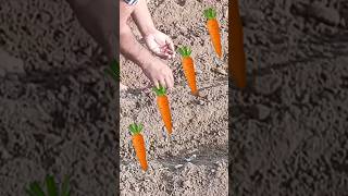 Vegetables at home | Home Gardening| #automobile #travel #travelvlog #vlog #carrots
