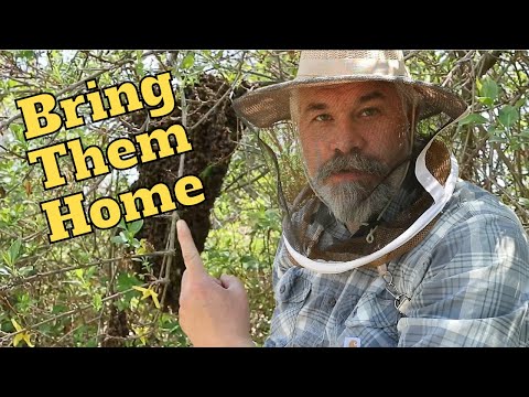 Restore Bees Are Bees Starting To Recover