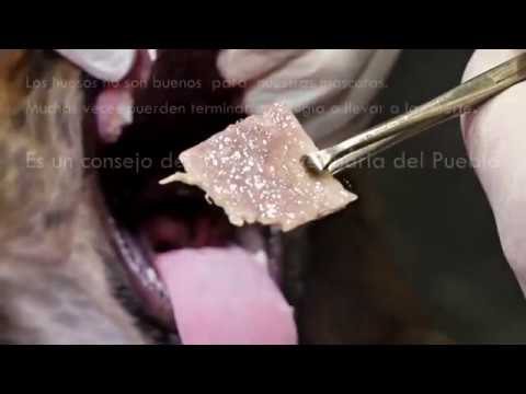 Video: Síntomas de un objeto en el esófago de un perro