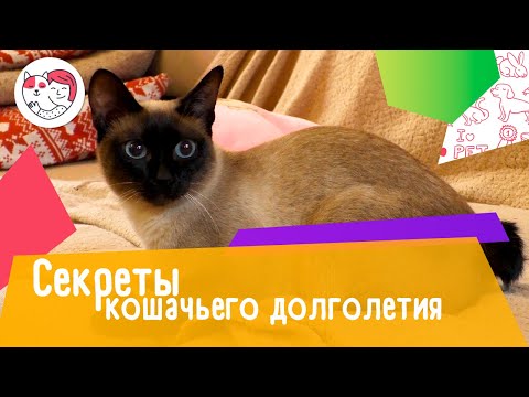 5 секретов кошачьего долголетия