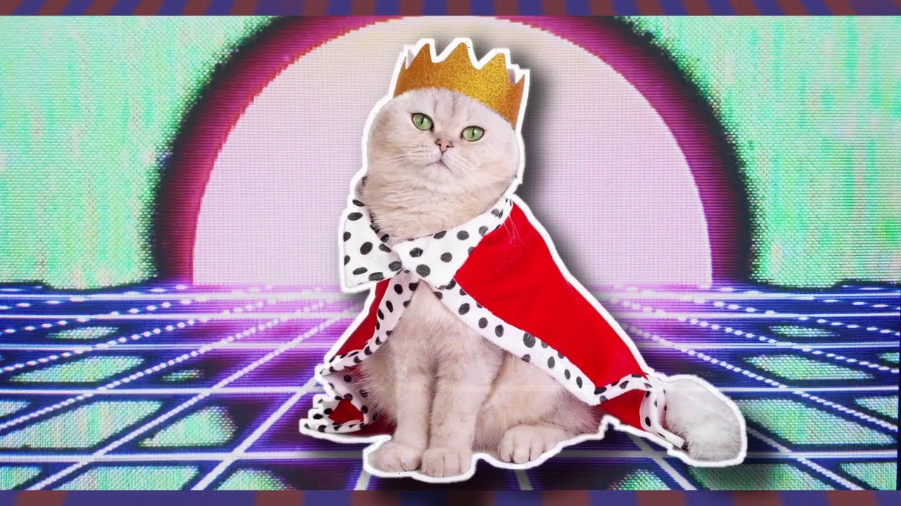 Moron Police - King Among Kittens (Music Video)