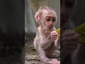 Baby STEELY's Tiny Adventure Turns Exciting!