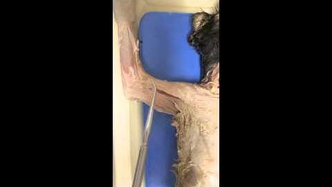 Cat Dissection Lab Practical Review