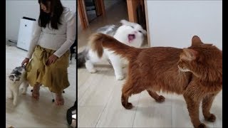 甘えモードだったのにいきなりメス猫に襲い掛かる白モフ