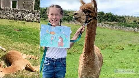 Alpaca Trekking in Scotland